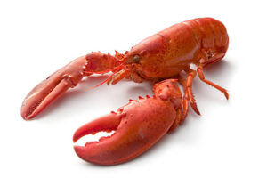 Homard - Lobster